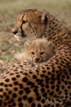 two cheetah cubs cuddle in the middle of their mother's body