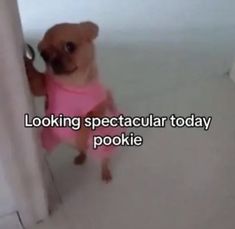 a small brown dog wearing a pink shirt standing next to a white curtain with the caption looking spectacular today pookiie