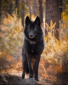 a large black dog standing on top of a rock in the middle of a forest