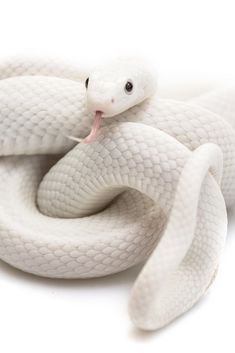 a white snake with it's mouth open and tongue out, on a white background