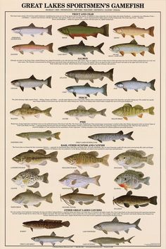 the great lakes sportsman's gamefish poster shows different types of fish and their names