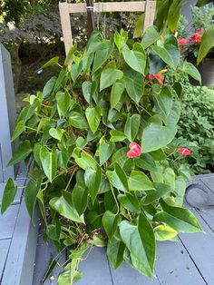 a plant that is growing out of the ground on a wooden deck in front of a chair