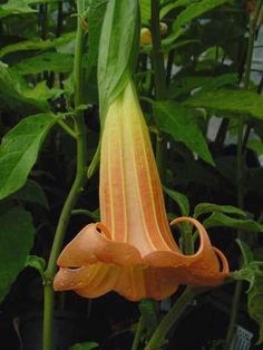 an orange and yellow flower with green leaves