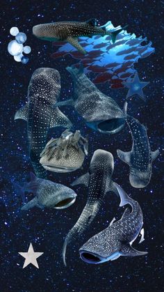 several different types of sea animals floating in the air with stars around them and an ocean background