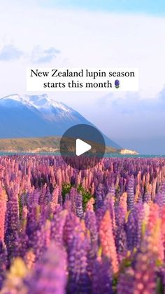 a field full of purple flowers with the words new zealand lupin season starts this month