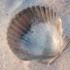 a sea shell on the sand with water coming out of it's back end