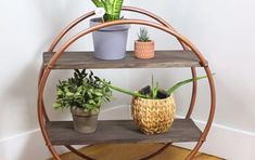 three potted plants sitting on top of a wooden shelf