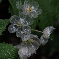 some very pretty flowers with water droplets on them