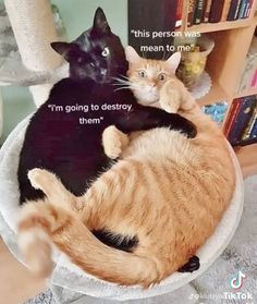 two cats are laying in a bowl on the floor