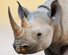 a rhinoceros horn is made of complicated hair