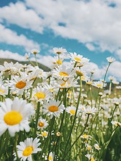 a field full of white and yellow daisies