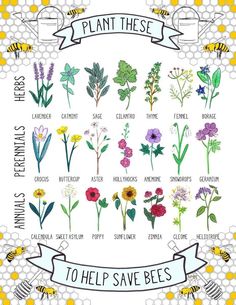 a poster with flowers and bees on it's sides, including the names of them