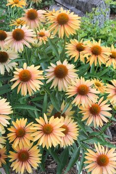 many yellow and orange flowers in a garden