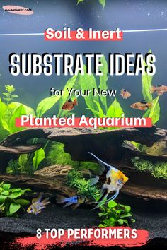 an aquarium with plants and fish in it, text reads soil & insert substrate ideas for your new planted aquarium