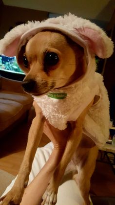 a small dog wearing a bunny costume sitting on top of a person's lap