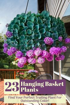 purple flowers hanging from the side of a house with text overlay reading 29 hanging basket plants find your perfect trailing plant for outstanding color