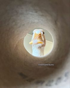 a close up of a bird looking through a hole