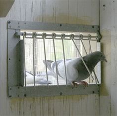 a pigeon sitting in a cage on the side of a wall