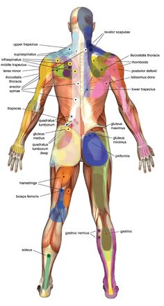 Clinics and therapists all our the world constantly talk about "trigger points" and "trigger point releases."    Here is a simple and accurate description of what exactly trigger points are; how your body is affected by trigger points; and how can  Bright STAR Physical Therapy help with your trigger points. Head Diagram, Autogenic Training, Trigger Point Massage, Bolesti Chrbta, Sports Massage