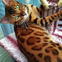 a cat laying on top of a rug next to a window covered in animal prints