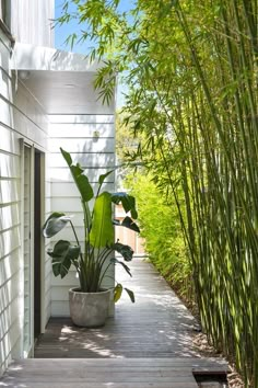 a wooden walkway between two white houses with green plants on each side and bamboo trees in the background