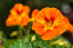 an orange flower is in the foreground with other flowers and greenery behind it