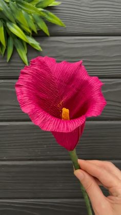 a person holding a pink flower in their hand