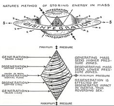 an image of a diagram of the structure of a sunflower and how it works