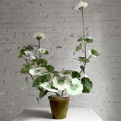 a potted plant sitting on top of a white table next to a brick wall