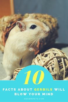 a hamster sitting next to a basket with the words 10 fact about gerbils will blow your mind