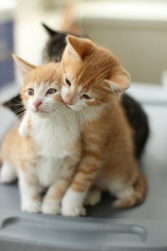 two small kittens sitting on top of a computer desk next to each other and looking at the camera