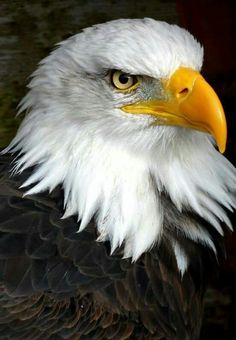 a bald eagle with white feathers and yellow beak is looking at the camera while standing in front of a dark background