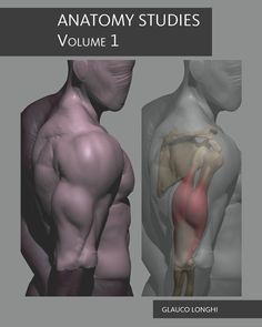 an image of anatomy studies volume 1