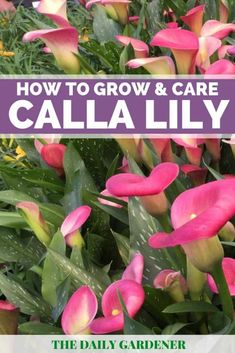 pink flowers with text overlay how to grow and care calla lily