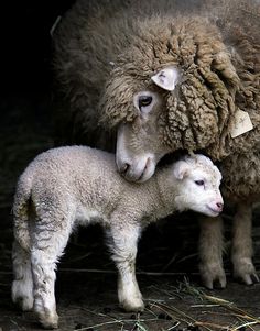 two sheep standing next to each other with the words love peace and harmony in 2015