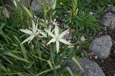 some white flowers and rocks in the grass