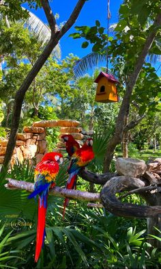 two colorful parrots sitting on a tree branch with a birdhouse in the background