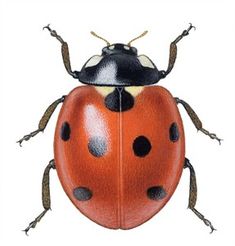 a drawing of a lady bug with black spots