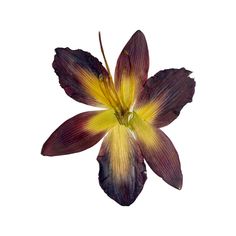 a purple and yellow flower on a white background