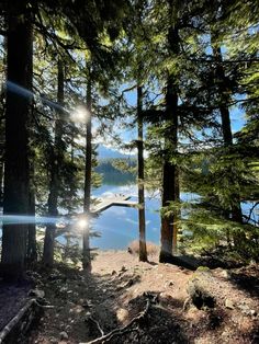 the sun shines brightly through the trees near a body of water