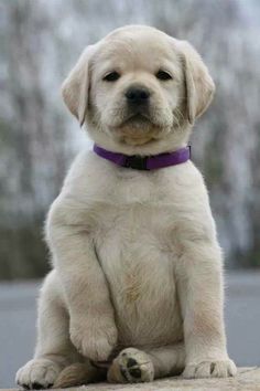 a white puppy sitting on the ground with its paws crossed and looking at the camera