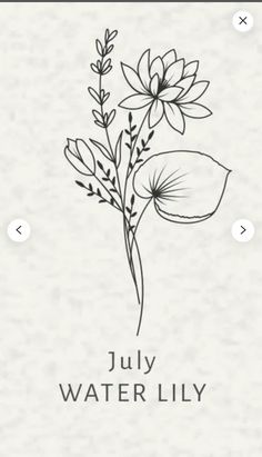 a drawing of flowers with the words july water lily on it's bottom corner