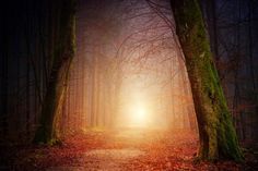 a path in the middle of a forest with trees and leaves all around it at night