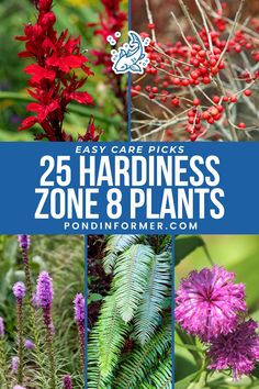 different plants and flowers with the title 25 easy care picks for hard - growing zone 8 plants