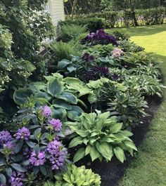 a garden filled with lots of green and purple flowers next to a white house in the background