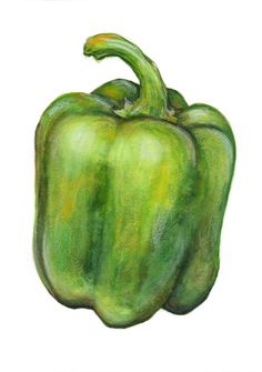 a drawing of a green bell pepper