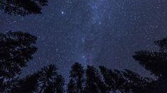 the night sky is filled with stars and trees