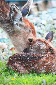 two deer laying on the ground next to each other and one is rubbing it's face