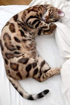 a cat laying on top of a white bed