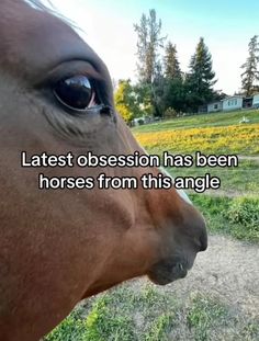 a brown horse standing on top of a lush green field